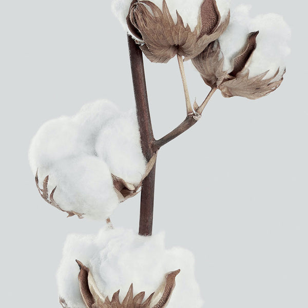 AFFICHE Cotton flower