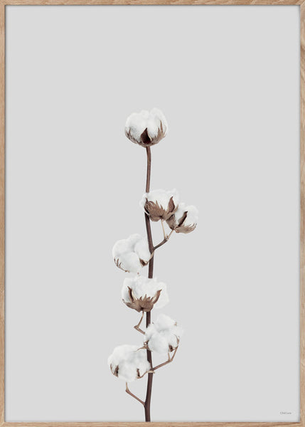 AFFICHE Cotton flower