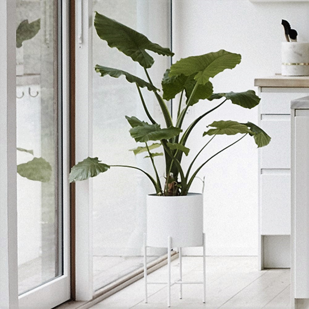FLOWER POT with legs